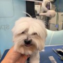 개르띠에 이미지