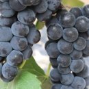 매바위로 이미지