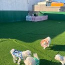 멍머니 2호점 이미지