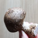 송화마트 이미지