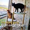창밖 구경이 하루 일과가 됐어요! 숲소리 아일로 고양이 캣타워 한 달 후기