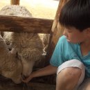 구산목장 Daum카페