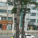 네파울산중구