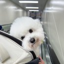 단추펫살롱