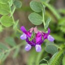 5/15. 영덕 고래불해변~대진해수욕장~상대산관어대~죽천항 이미지