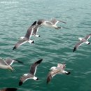 중고개길 이미지