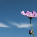 코스모스 이미지