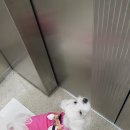 애지중지애견카페