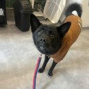 약지애견카페 이미지