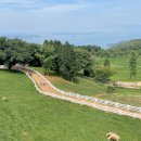 알프스애견 이미지