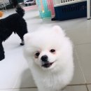 팽성유치원 이미지