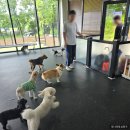 딩동댕댕 애견유치원 | 수원 의왕 딩동댕댕 애견유치원 한달 후기(피곤한 강아지가 행복한 강아지)