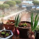 부영농원 이미지