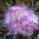 모빌랜드 이미지