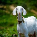 G.O.A.T 이미지