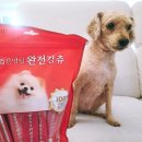 멍구름 | ​[내돈내산] 강아지판 츄르 등장! '입짧은멍님 완전강츄' 구름이의 최애 간식 등극