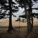 솔향기공원 이미지