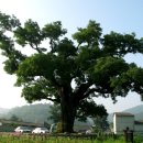 함안 칠북면 회화나무(천연기념물 제319호) 이미지
