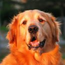 대한리트리버 이미지