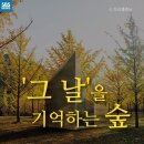 오드리 헵번 아들이 제안한 '세월호 숲'…완공 모습 출처 : SBS 뉴스 이미지