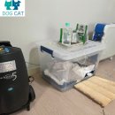 홍성축협 동물병원 | 눈 온 뒤 산책하고 돌아왔는데 숨이 달라졌어요… 홍성 겨울에서 발견한 ‘짧은 산책의 영향’