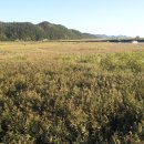 순천만여행 이미지