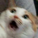 오니버거 이미지