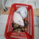 대천항종합수산물시장 | 대천항수산물시장 싱싱 회타운 후기