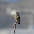 여주-1037 이미지