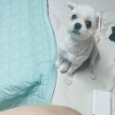 태안 안면도 바다정원 애견펜션, 가성비 반려견 동반 펜션 이용 후기