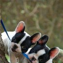 멍청하개 이미지