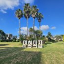 신효동 하귤나무 이미지