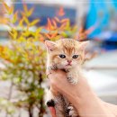 인천강아지분양 고양이분양 24시 데려가개 청라점 이미지