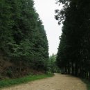 상관 공기마을 편백숲 이미지