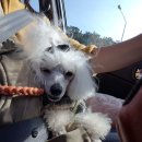 쉬었다가개 이미지