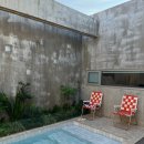 제주애단비 마주 이미지