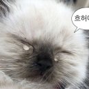 짱구뽑기 이미지
