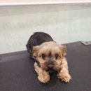 마이뷰티독 스타필드 부천점 이미지