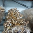 품안농장 이미지