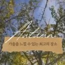주매리마을회관 | 아이와 가기 좋은 가을 단풍놀이 명소 따악 정리해드려요!