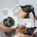 고양이무마취미용 무냥무냥 대구점 이미지