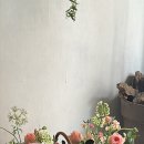 오블리비아떼 이미지