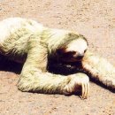 나무늘보 이미지