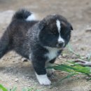 창포농장 이미지