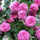 대구제일중학교 이미지