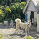 **忽而立秋(홀이입추) -입추와 말복(末伏) 그리고 견공(犬公)들의 이야기 이미지
