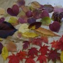가을바람이 그려내는 아름다운 수채화를 만나다 이미지