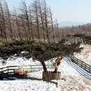 영하목장 이미지