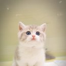 익산원펫 이미지