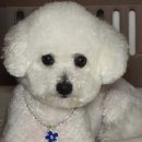 플라워펫 이미지